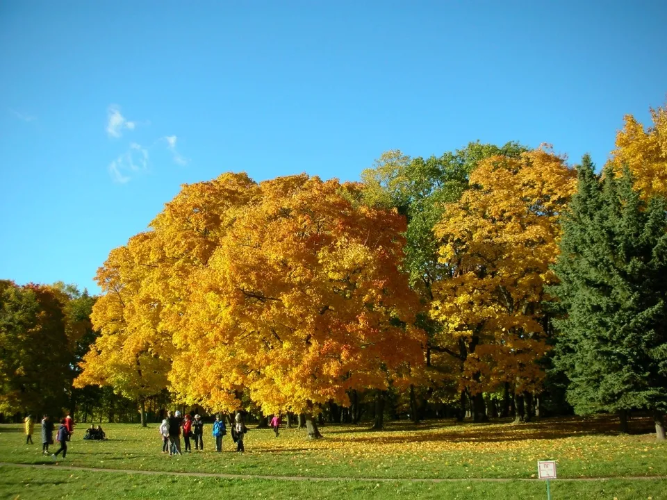 【木材資訊】俄羅斯將成立國(guó)有木材深加工企業(yè)，對(duì)木材價(jià)格有何影響？