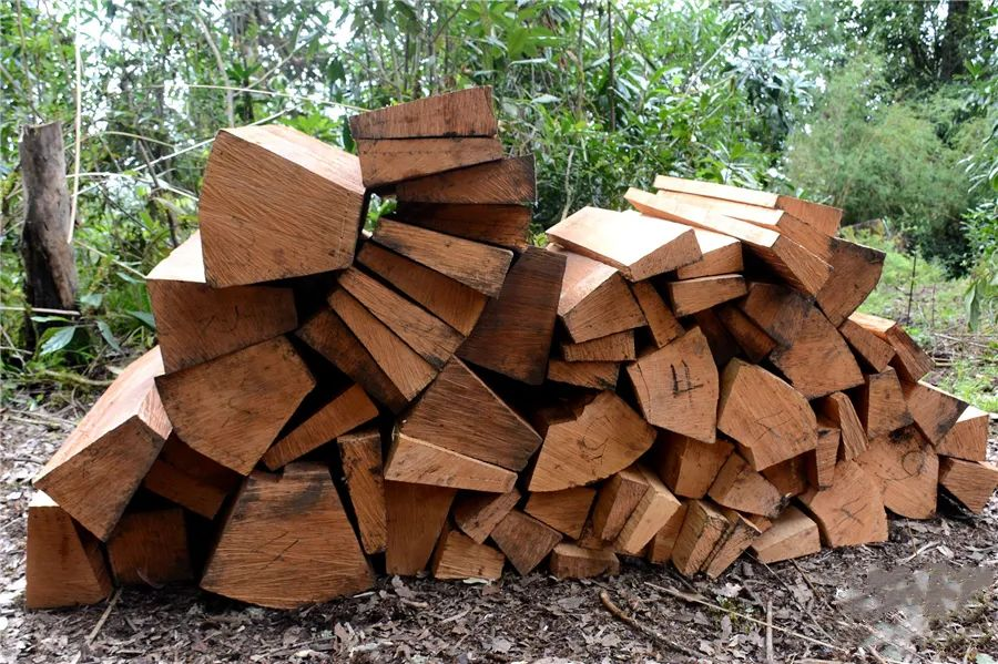 【木材資訊】俄羅斯木材砍伐量下降，出口產品進入轉型階段