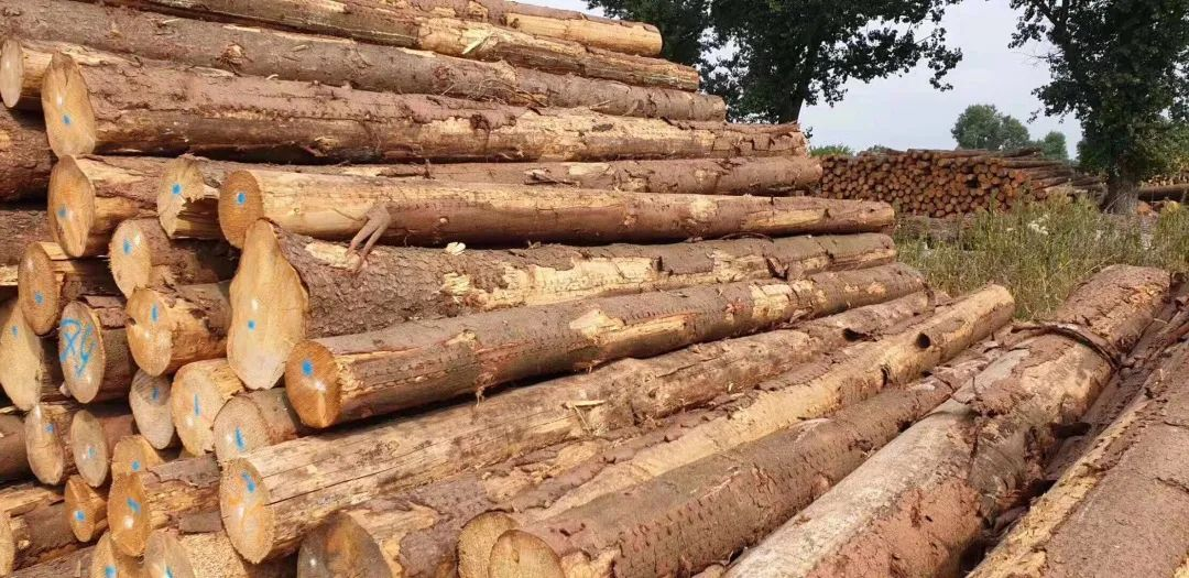 【木材資訊】市場(chǎng)需求疲軟，價(jià)格走低，木材商家進(jìn)退兩難！