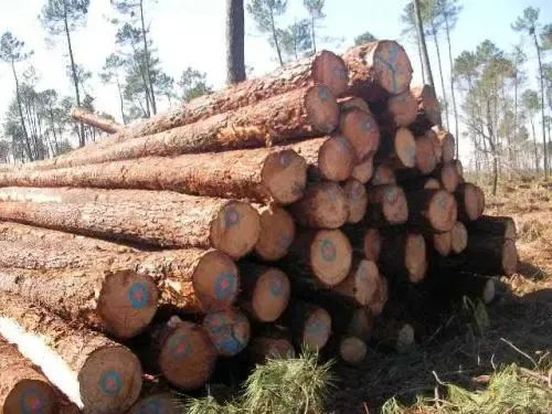 【木材資訊】木材期貨年內(nèi)跌超60% 北美樓市低迷令鋸木廠面臨倒閉風(fēng)險